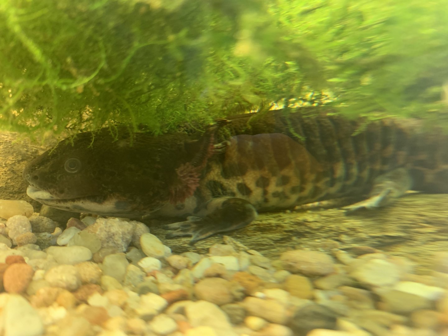 Anderson's salamander