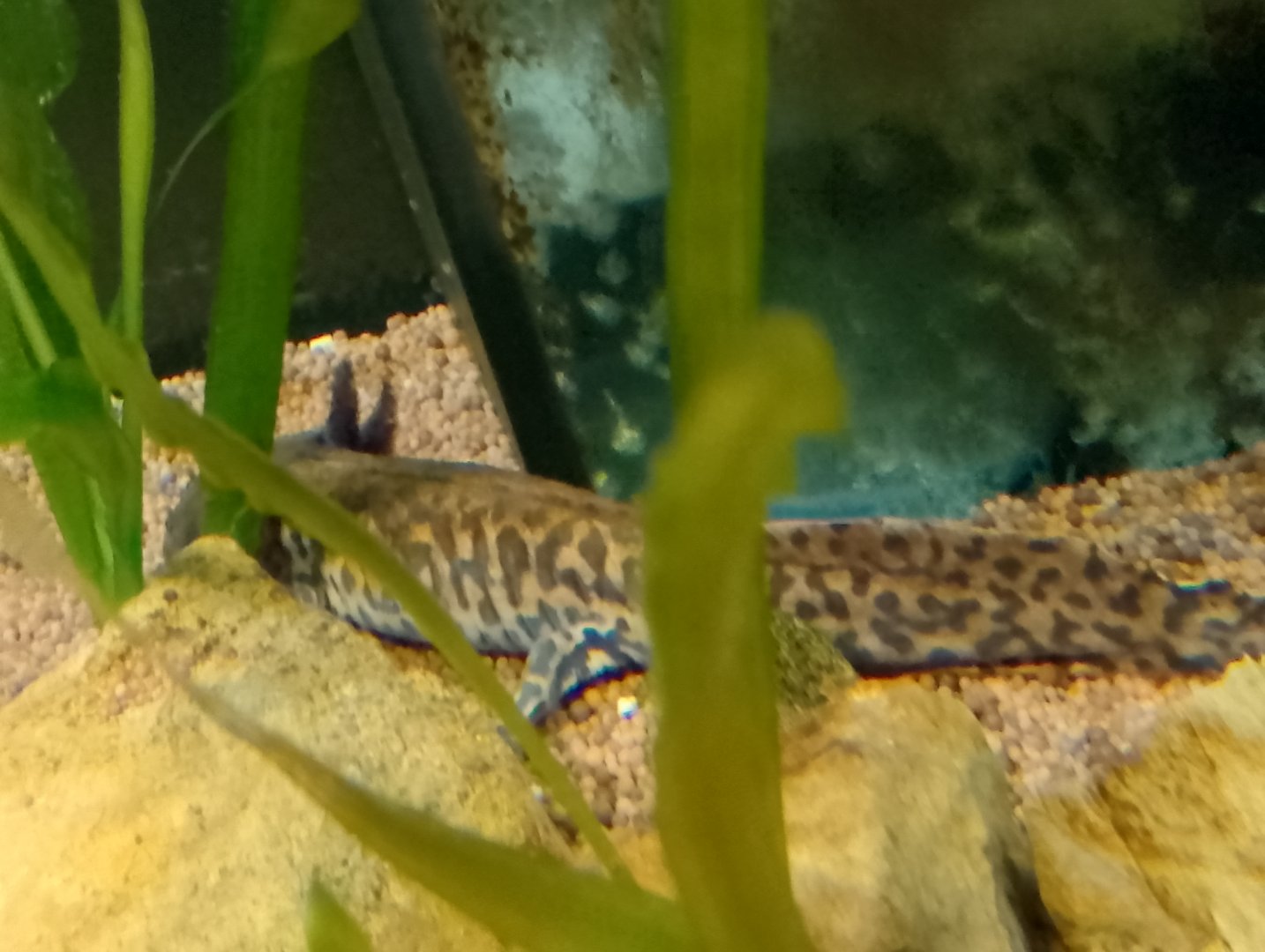 Anderson's salamander