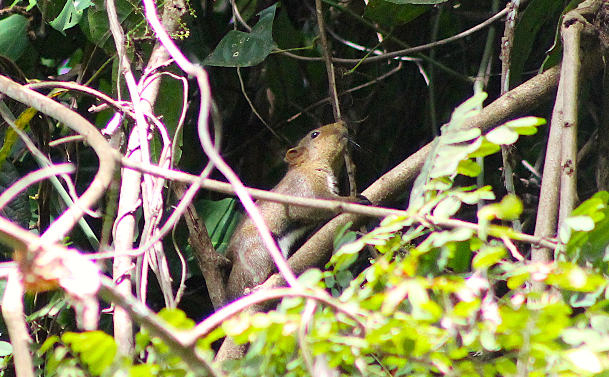 Anderson's Squirrel (Callosciurus quinquestriatus)