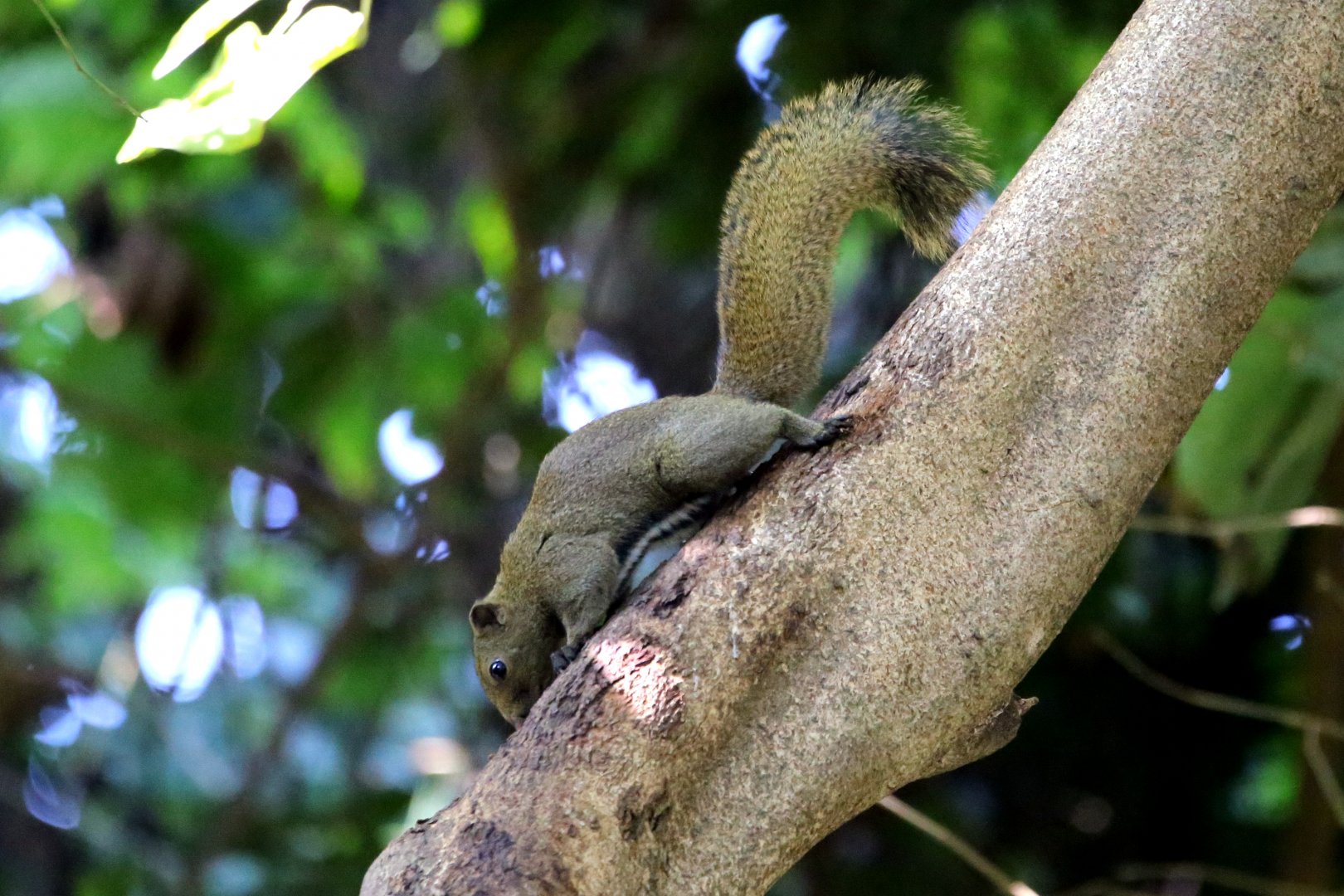 Anderson's Squirrel (Callosciurus quinquestriatus)