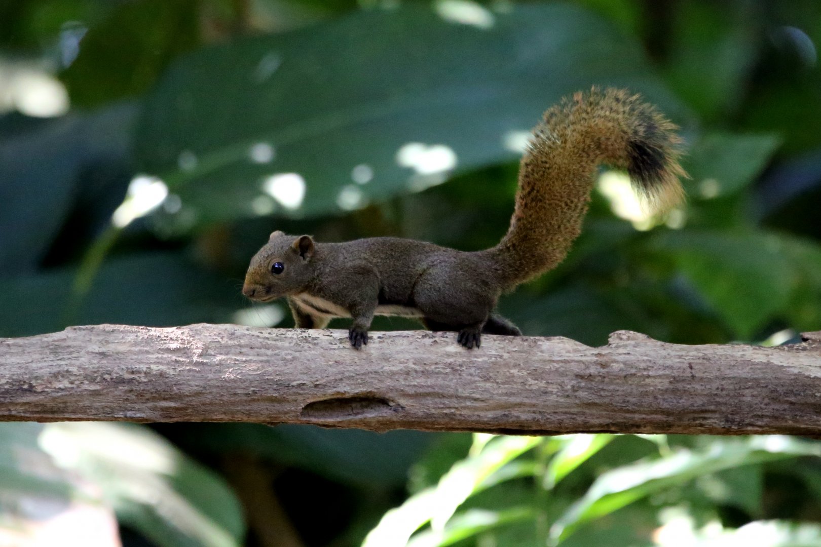 Anderson's Squirrel (Callosciurus quinquestriatus)
