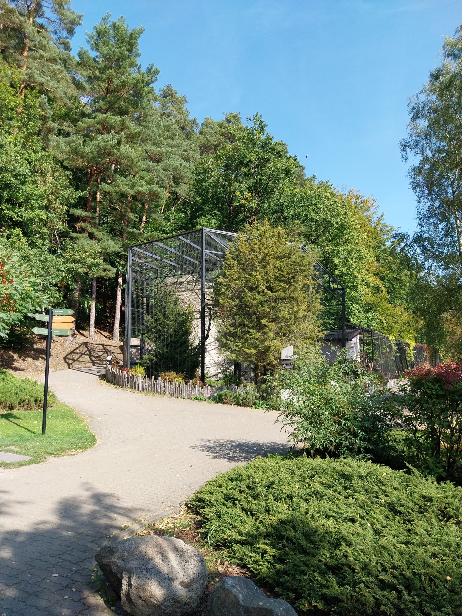 Andes Condor (Vultur gryphus)