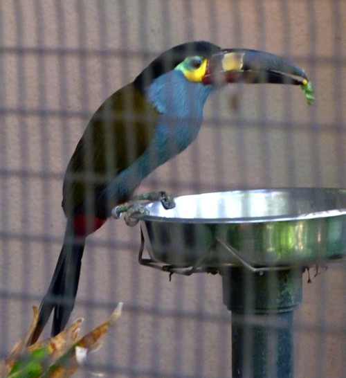 Andigena laminirostris