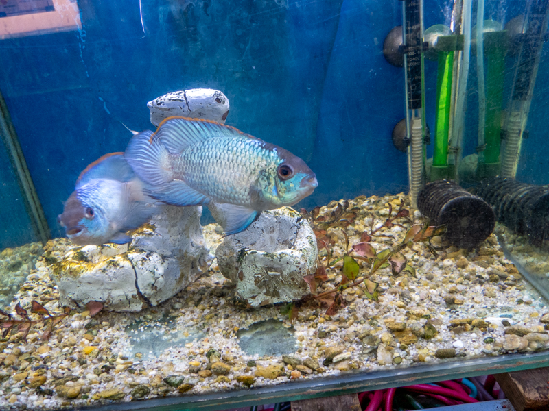 Andinoacara pulcher "electric blue"