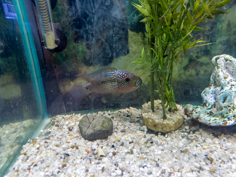 Andinoacara pulcher "electric blue"