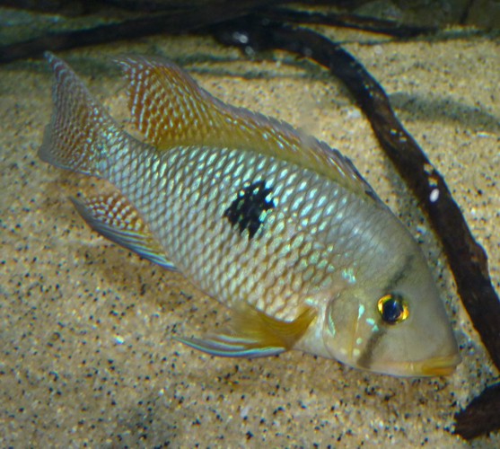 Andinoacara rivulatus