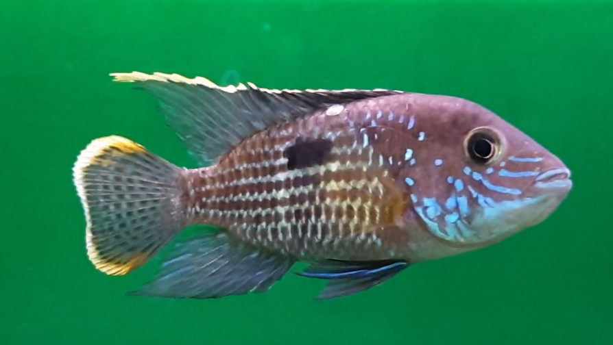 Andinoacara rivulatus