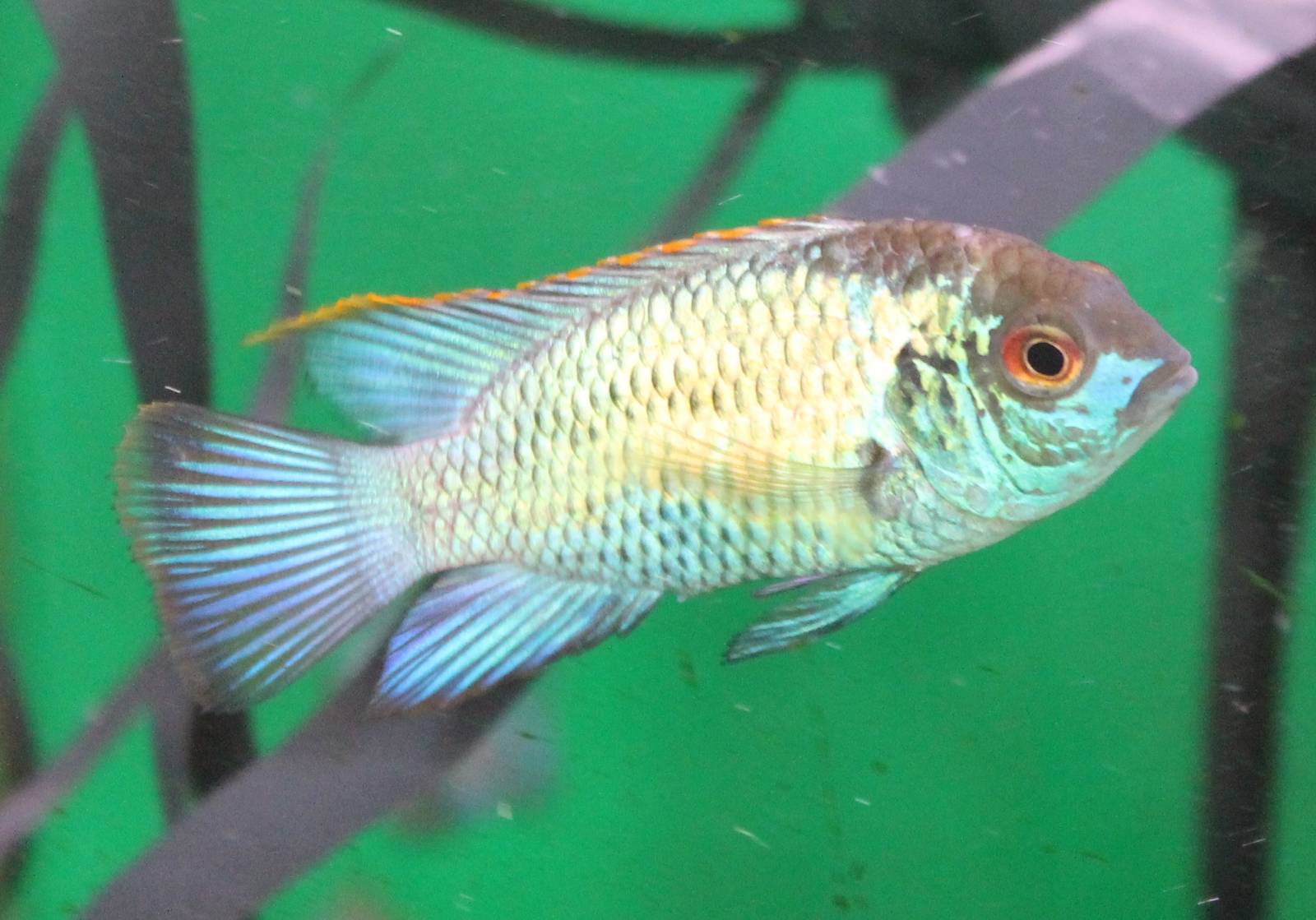 Andinocara pulcher Electric Blue