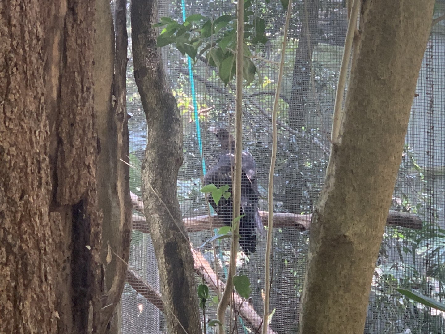 Andre the Wedgetail Eagle