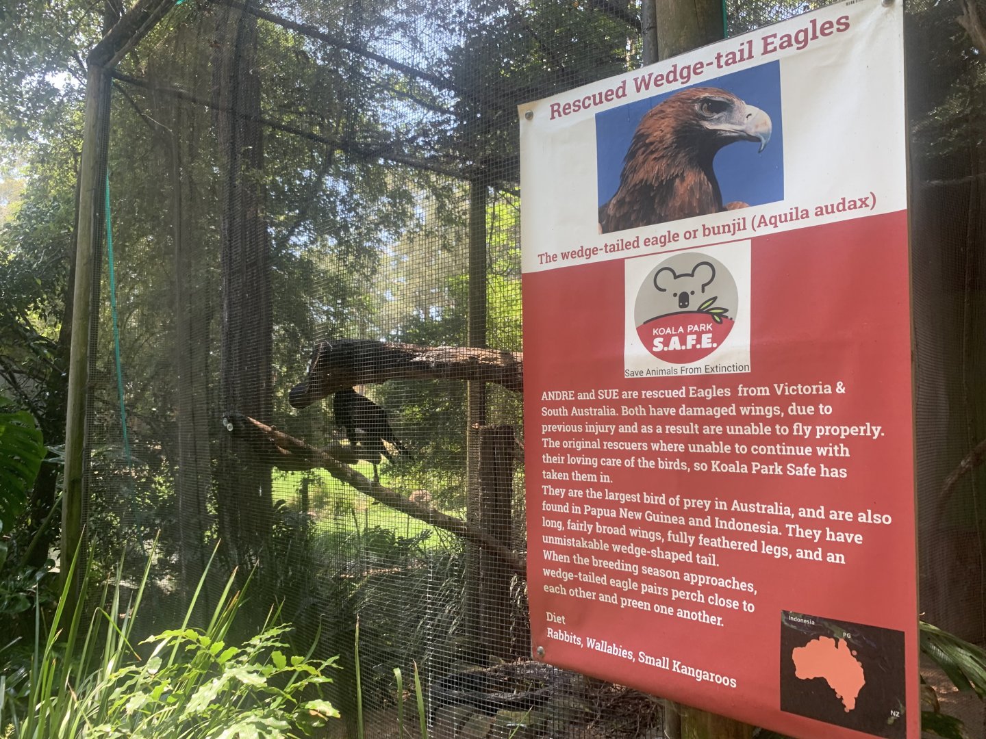 Andre the Wedgetail Eagle