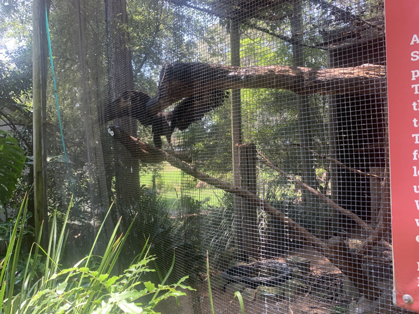 Andre the Wedgetail Eagle