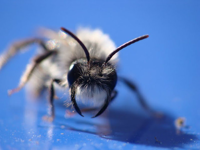 Andrena vaga