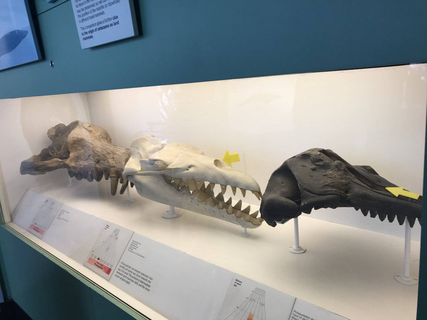 Andrewsarchus and cynodont skulls