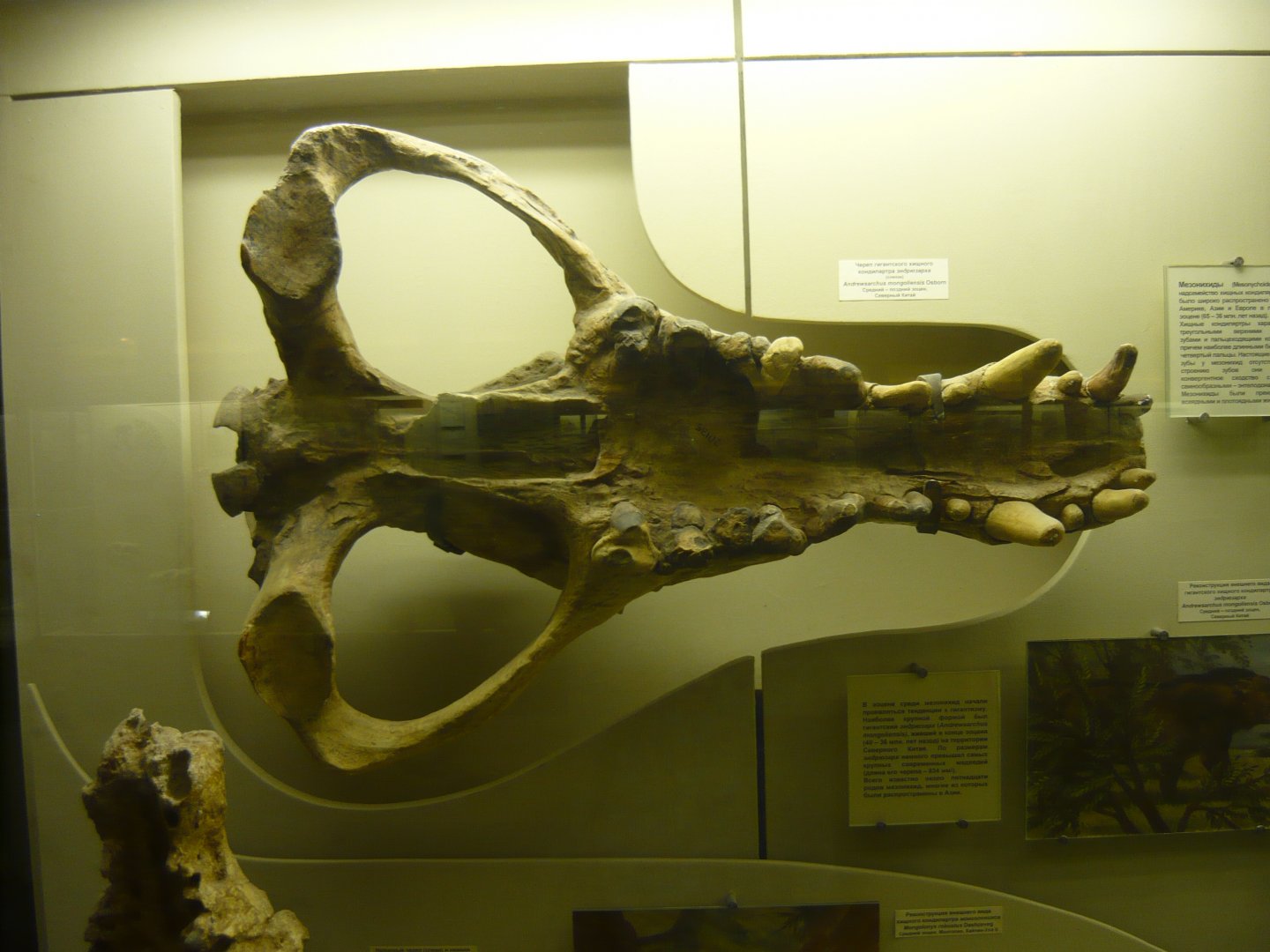 Andrewsarchus mongoliensis skull (cast)