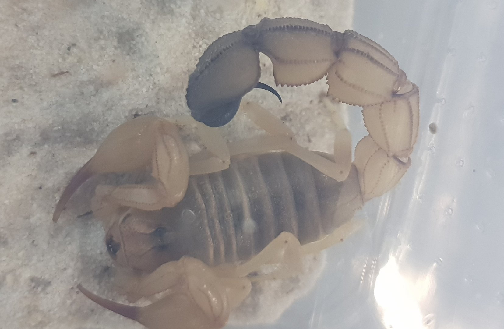 Androctanis australis