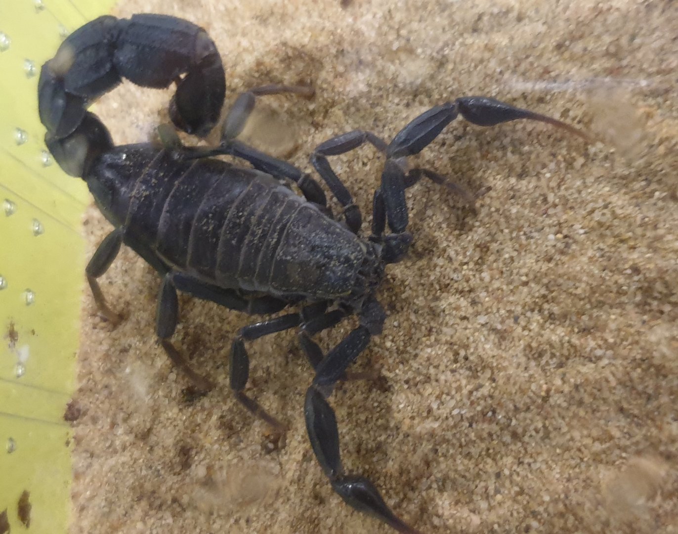 Androctonus tennuisimus