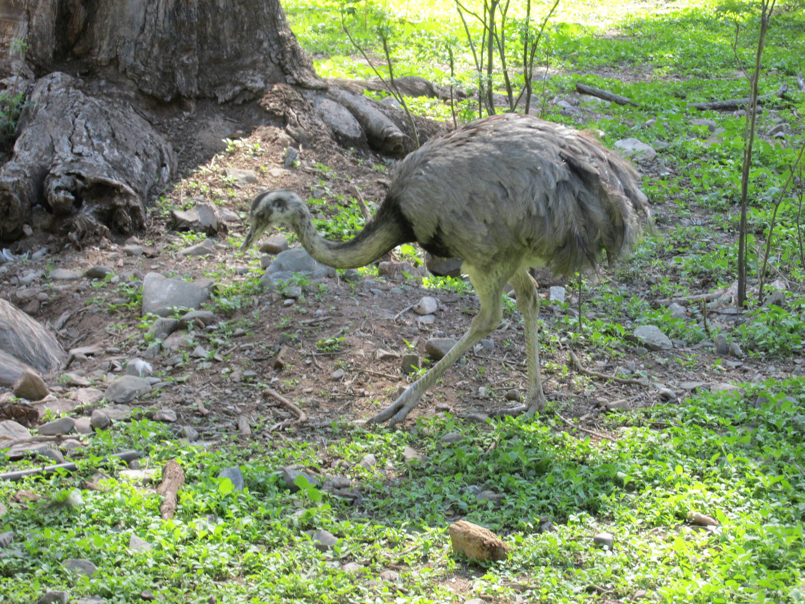 ?andu or rhea mendoza zoo