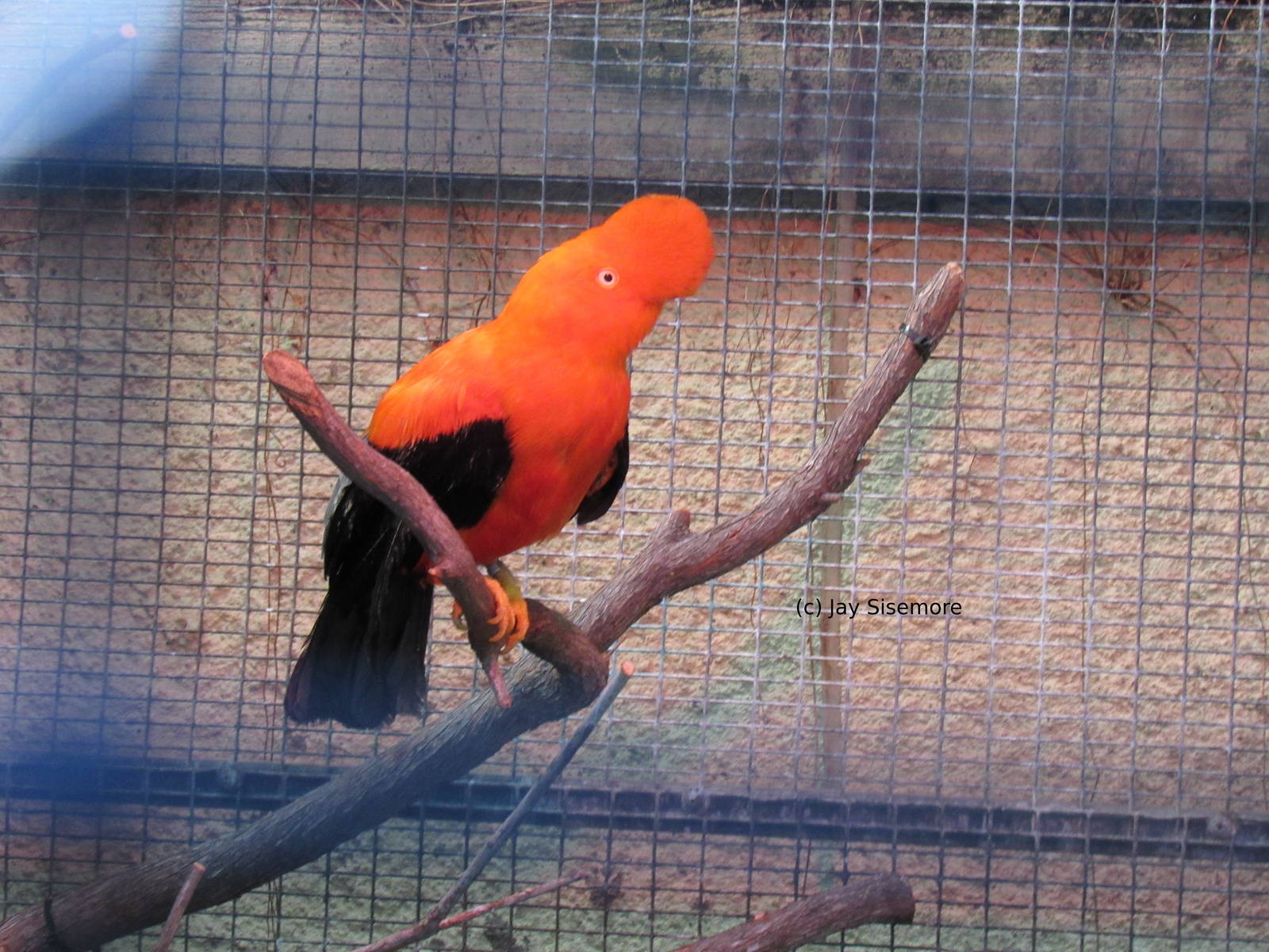 Andy the Andean Cock-of-the-Rock