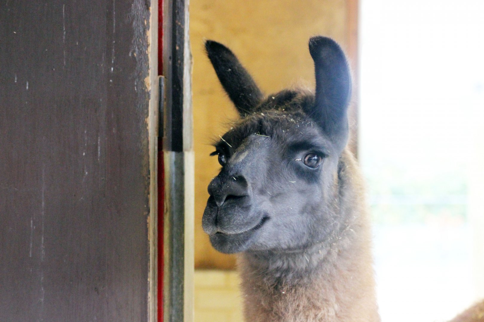 Andy The Lama !
