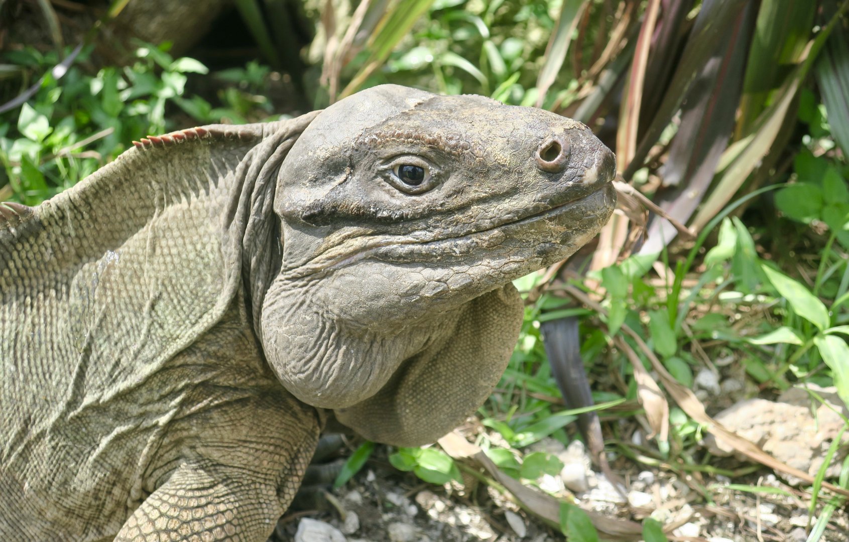 Anegada Ground Iguana (Cyclura pinguis) - male