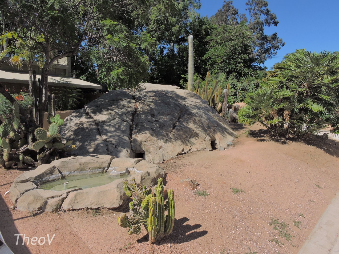 Anegada ground iguana exhibit - Discovery Outpost [2015]