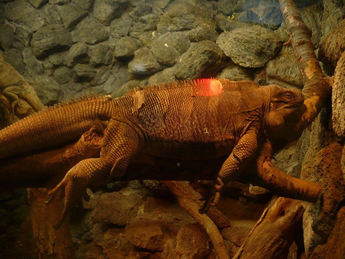 Anegada ground iguana