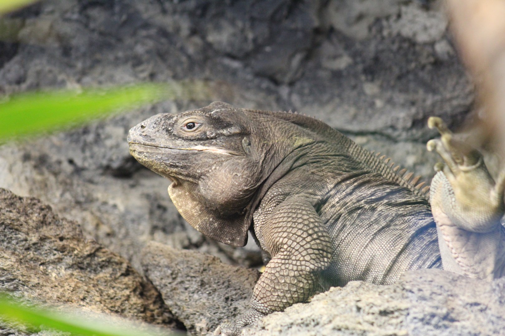 Anegada Ground Iguana