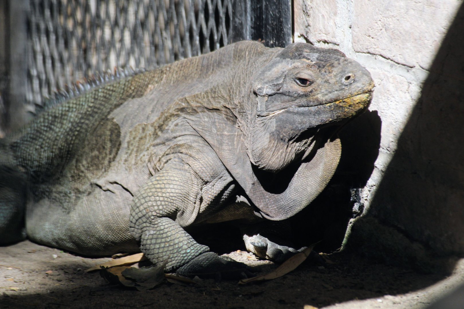 Anegada Iguana