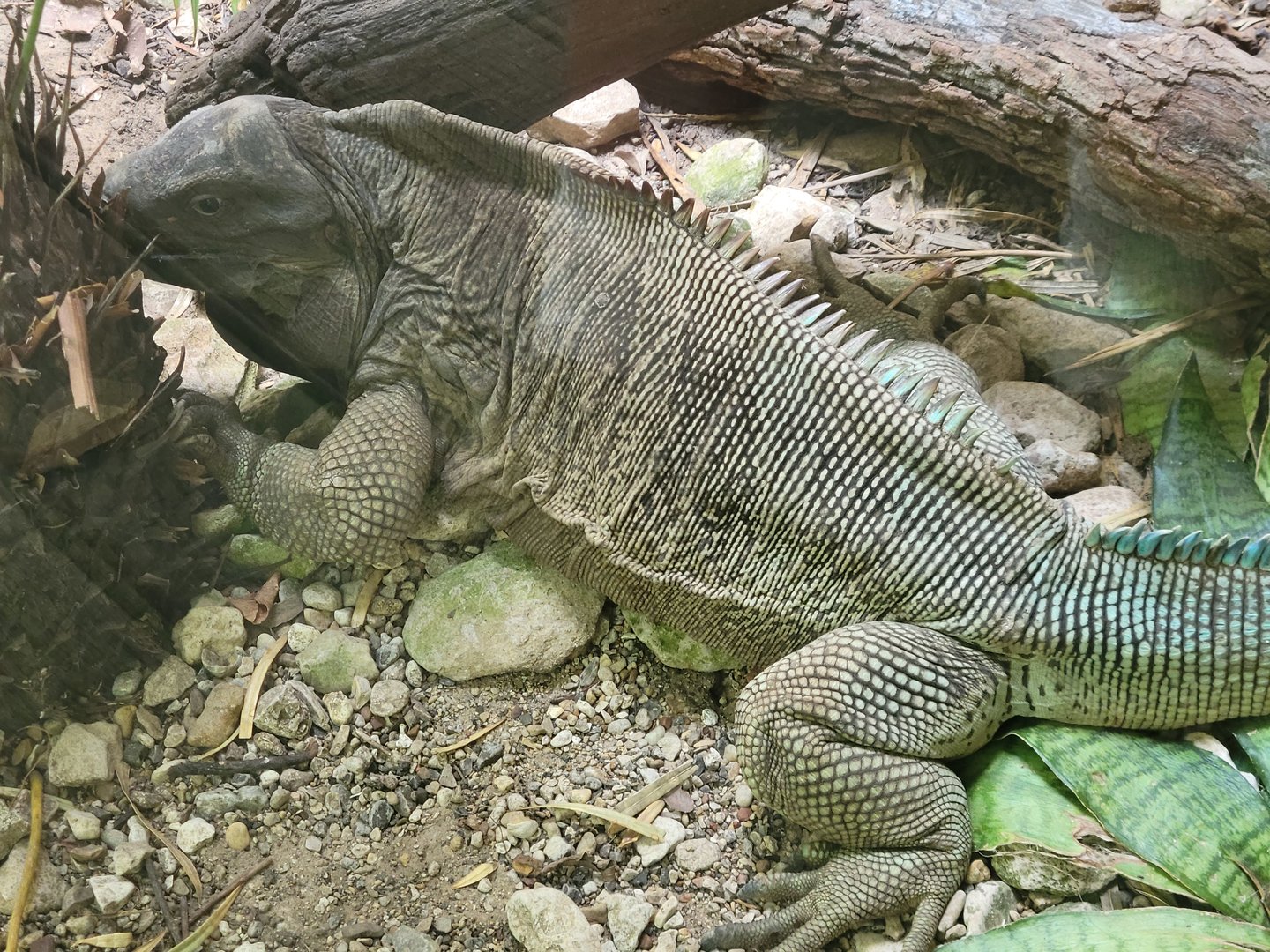 Anegada Island Iguana(Cyclura pinguis)