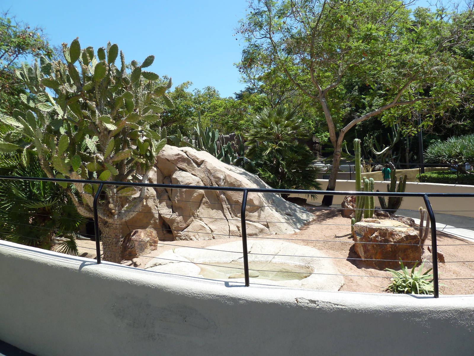 Anegada Island Iguana Exhibit