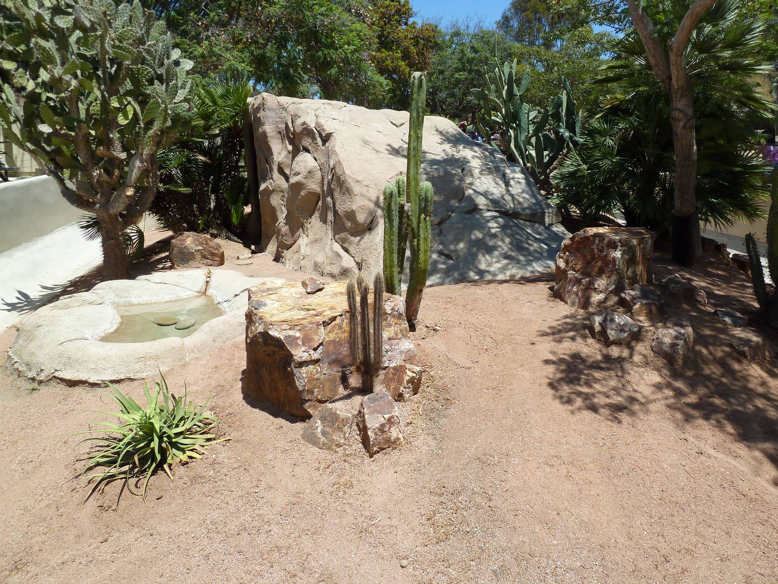 Anegada Island Iguana Exhibit