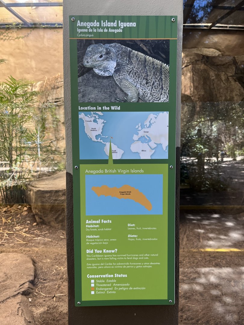 Anegada Island Iguana