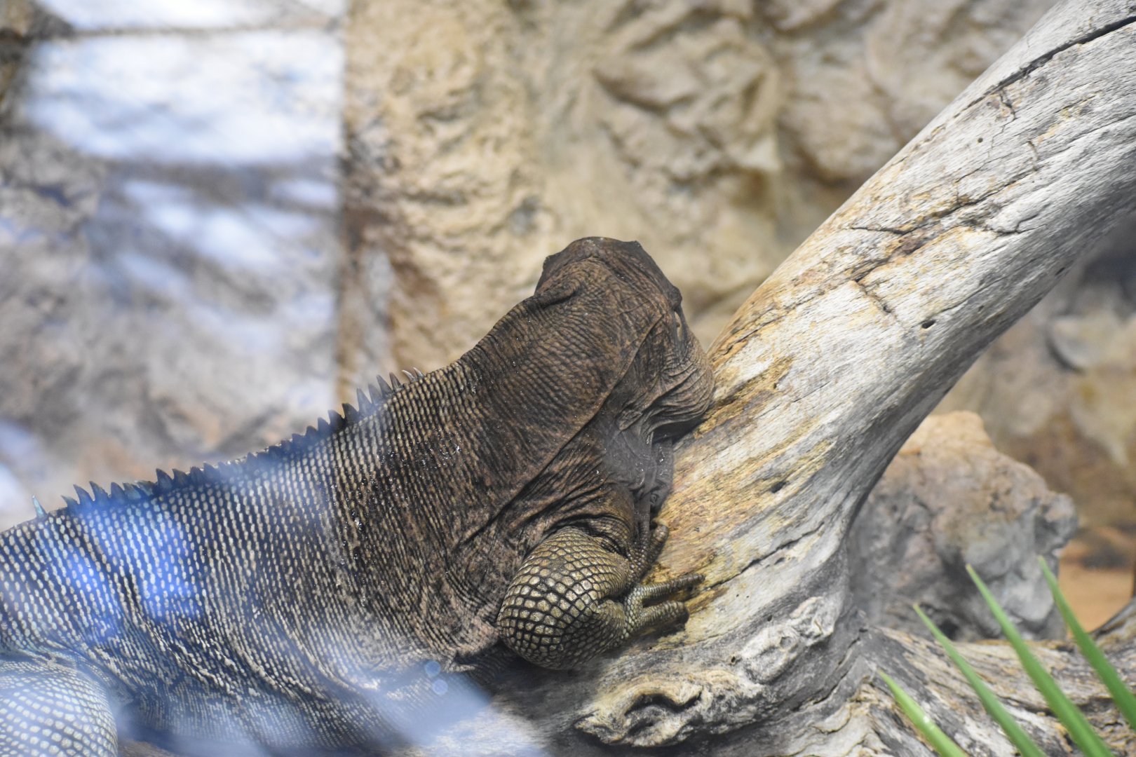 Anegada Island Iguana