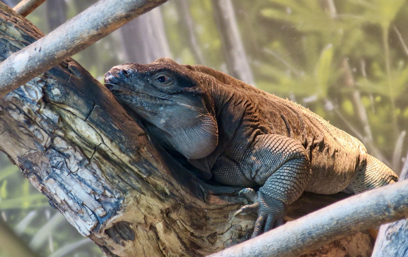 Anegada Rock Iguana (Cyclura pinguis)