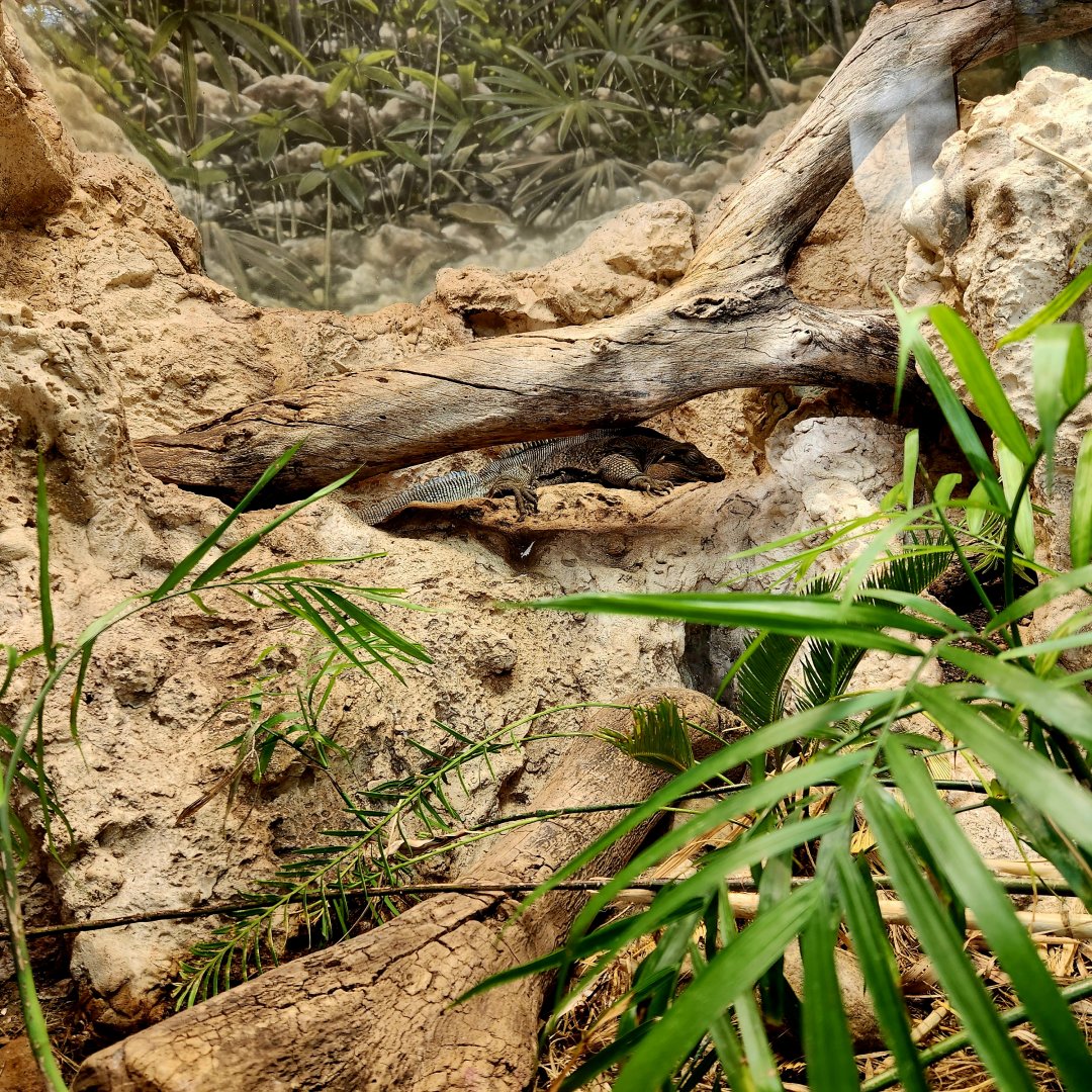 Anegada Rock Iguana (Cyclura pinguis)