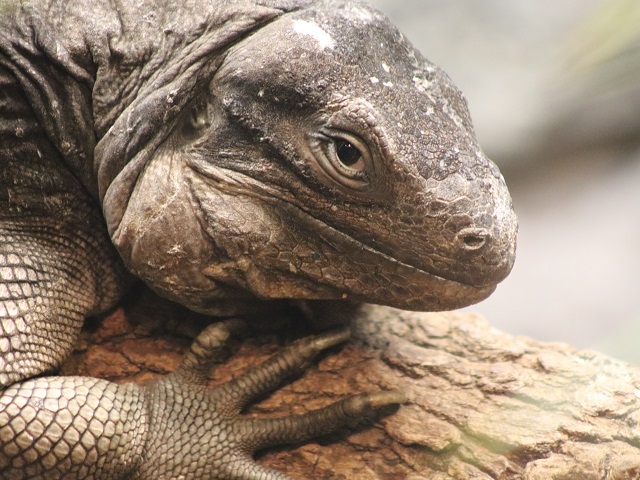 Anegada Rock Iguana