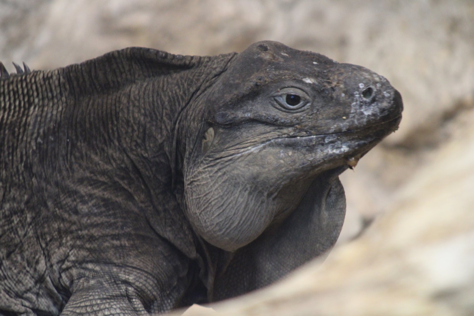 Anegada Rock Iguana