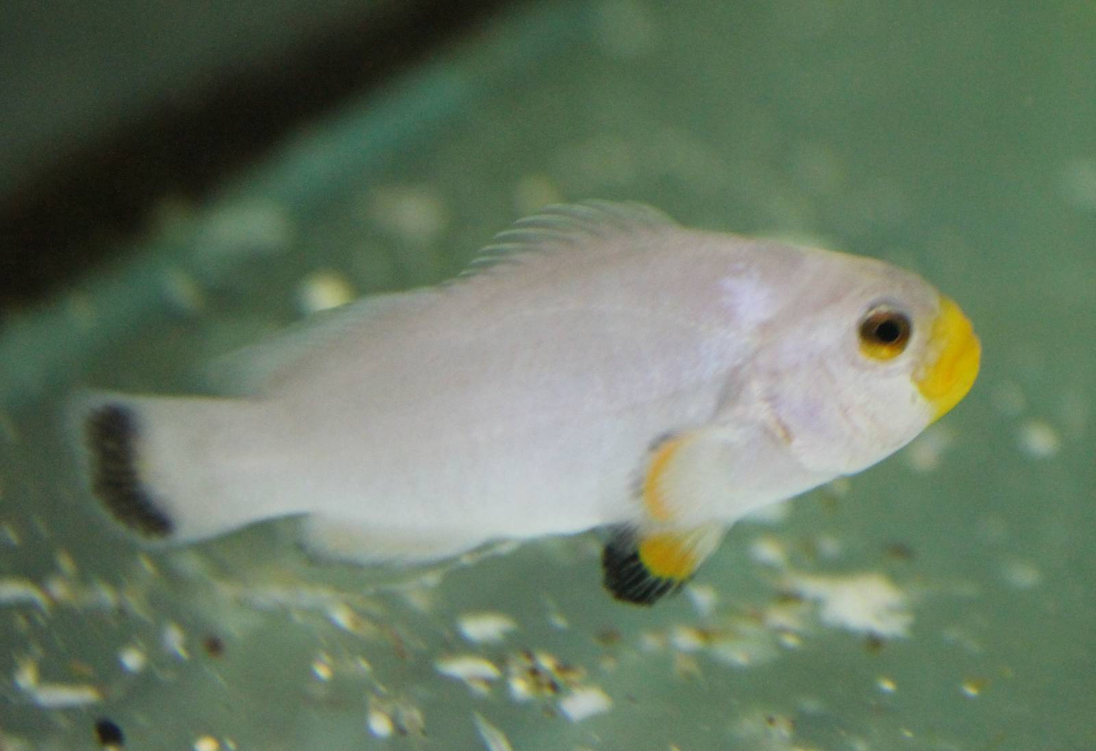 Anemeone fish mutation