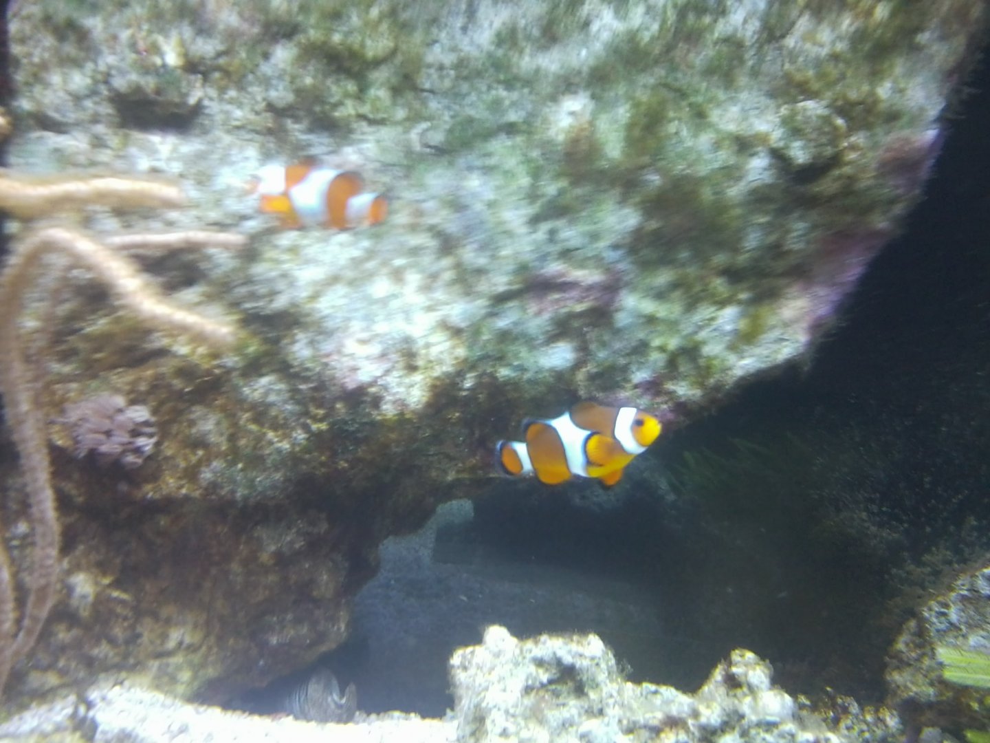 Anemona Clown Fish
