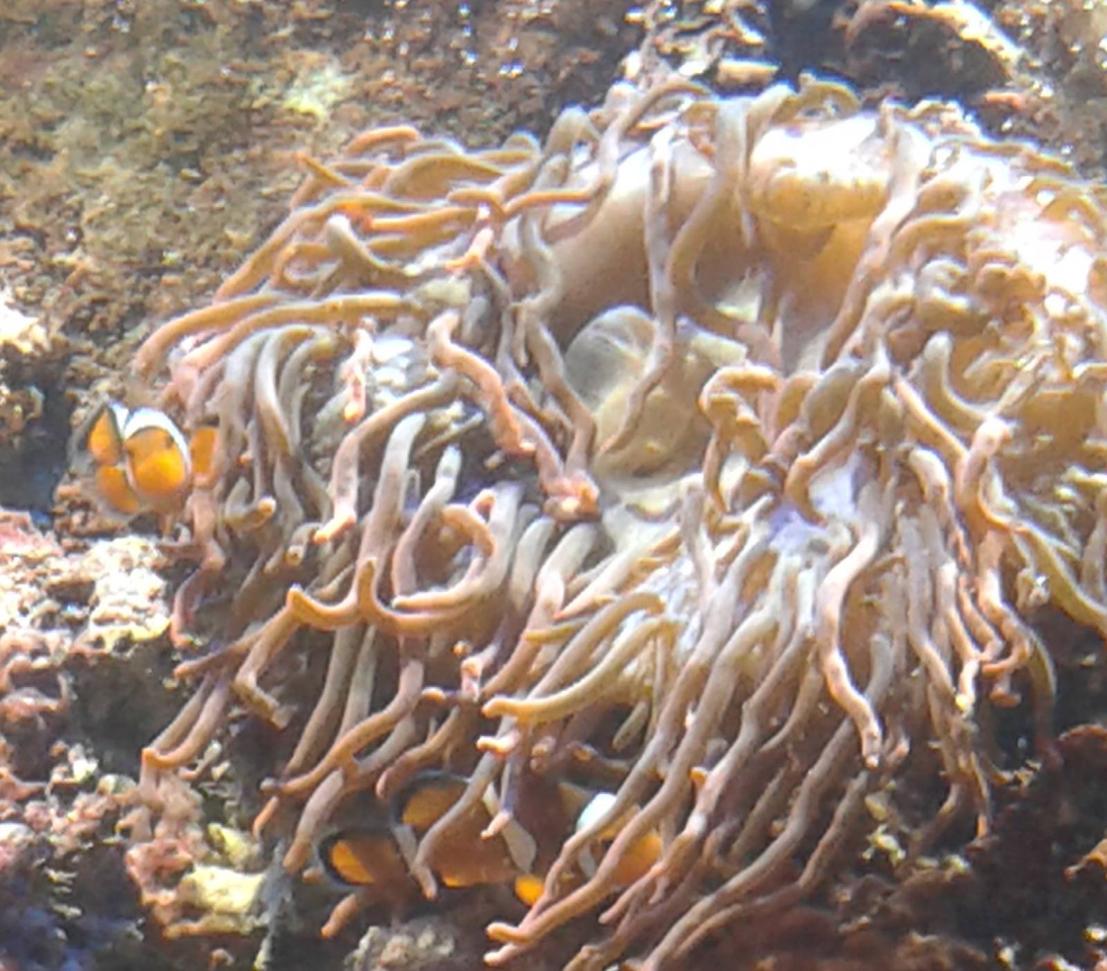 Anemone and Anemone fishes