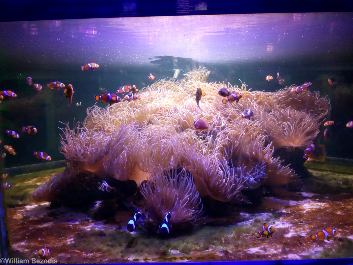 Anemone and Clownfish Tank - Bangsaen Aquarium