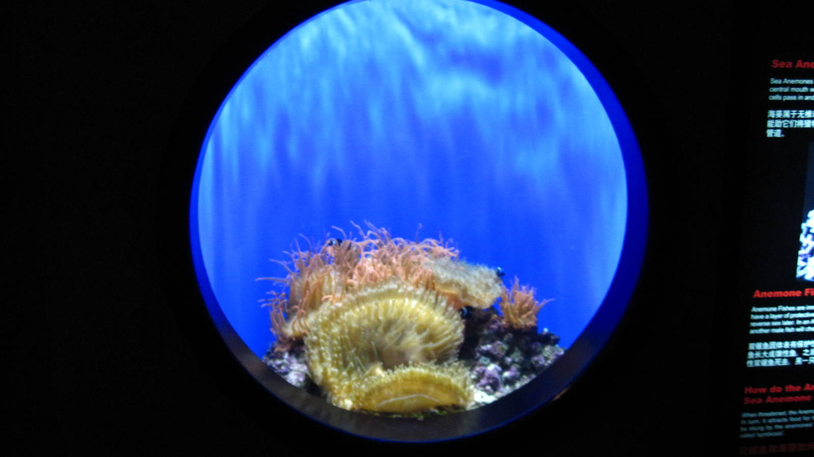 Anemone and Clownfish tank