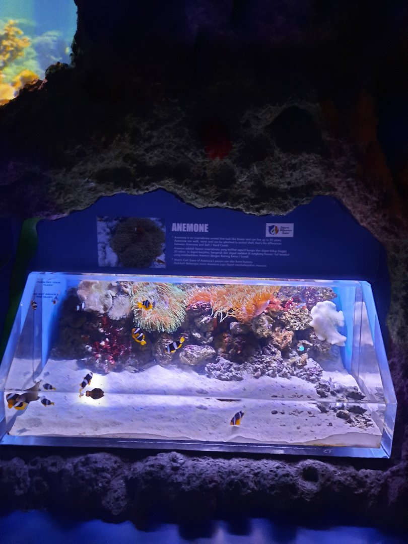 anemone aquarium