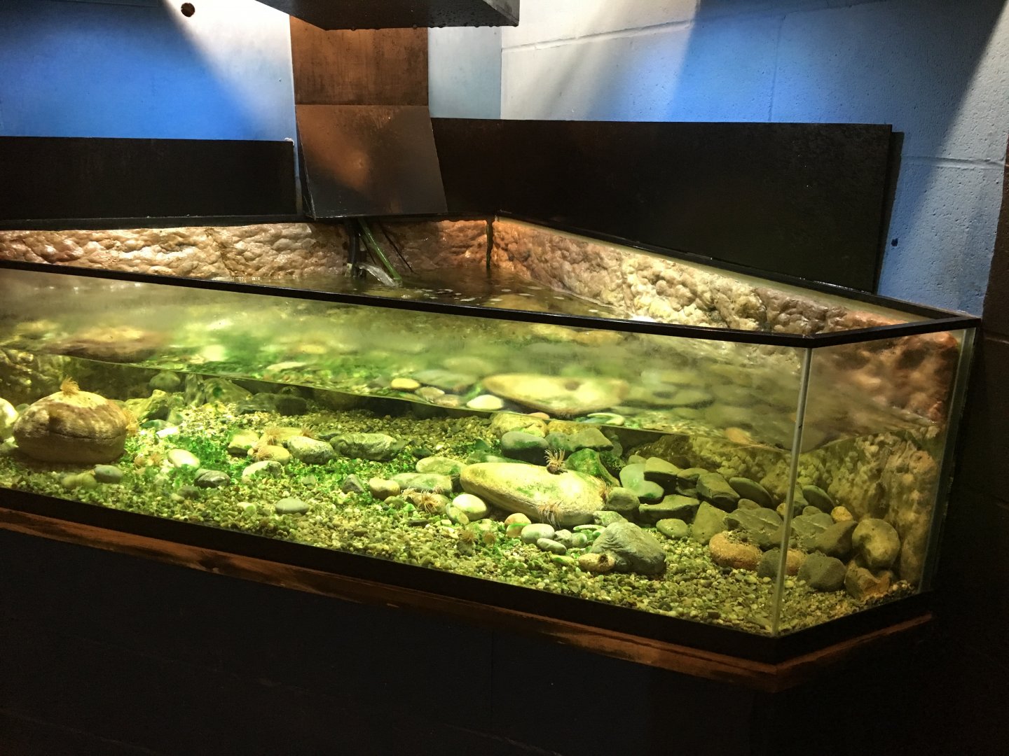 Anemone exhibit 010817