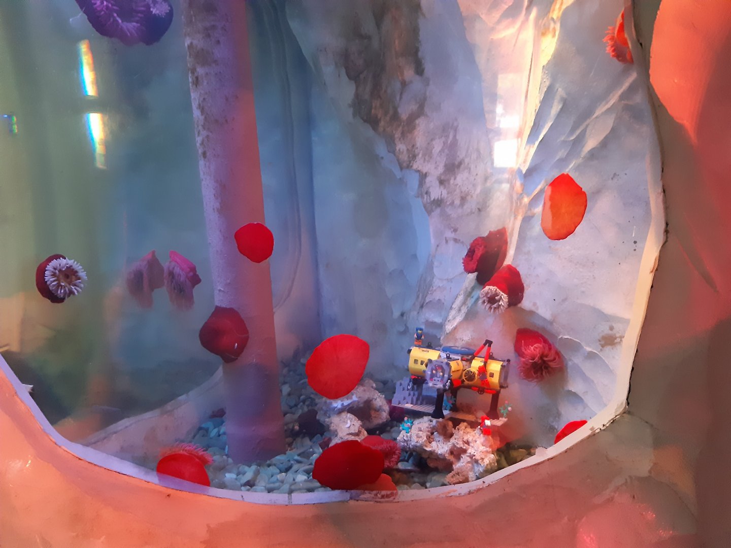 Anemone Exhibit