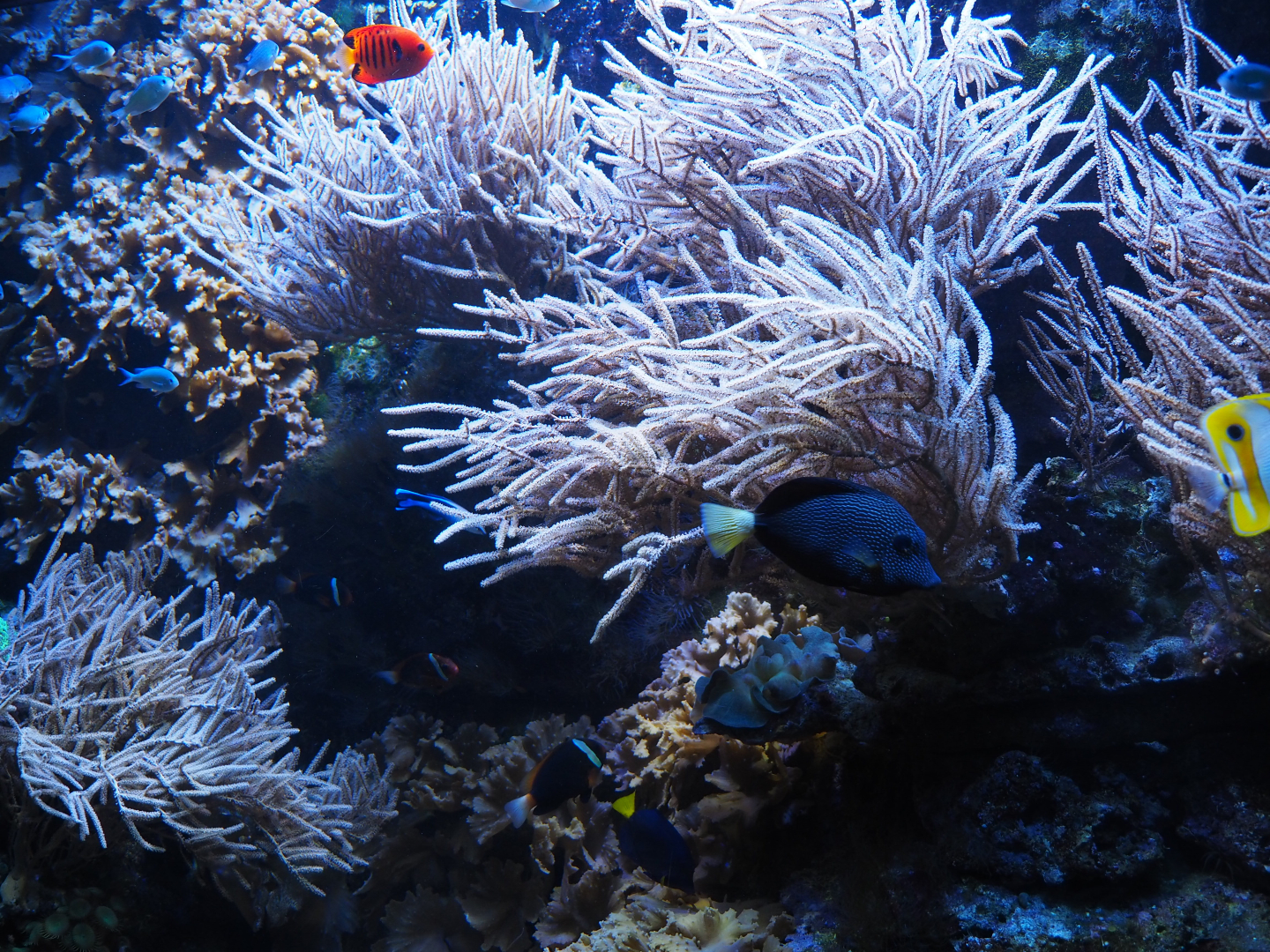 Anemone fish, flame angel and tang aquarium, 2019-10-05