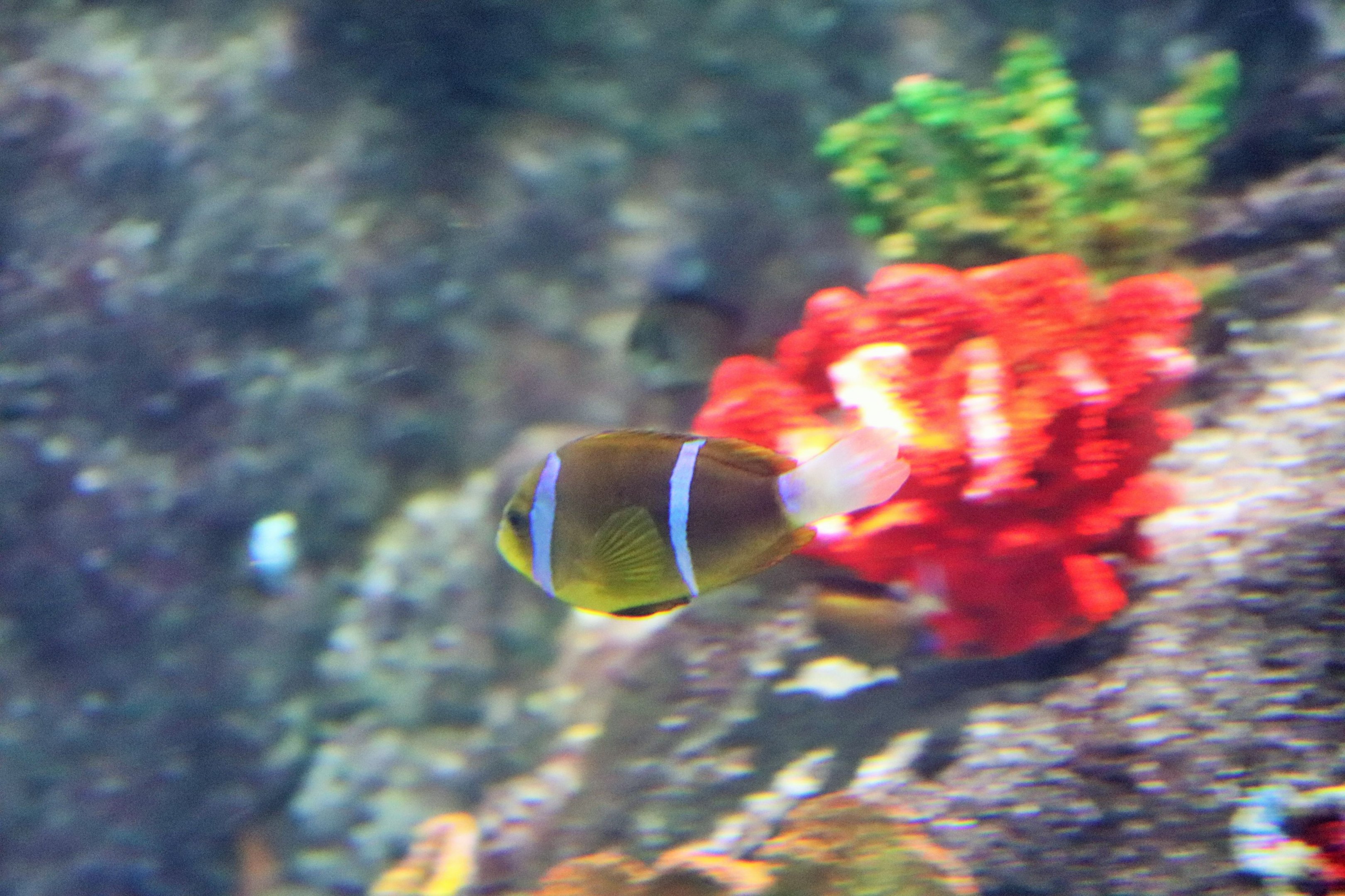 Anemone fish ID?- Melbourne Aquarium