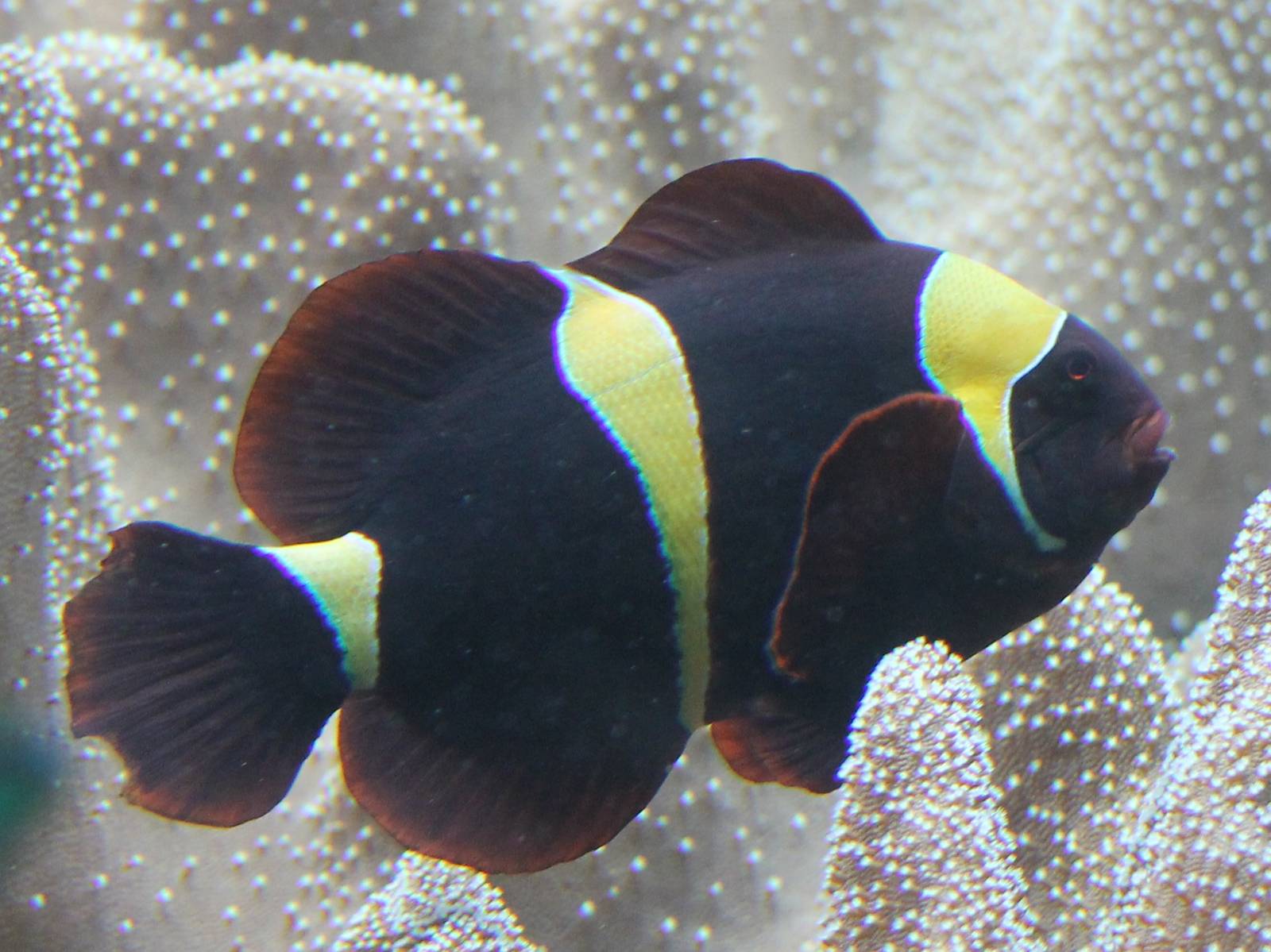 anemone fish ID needed