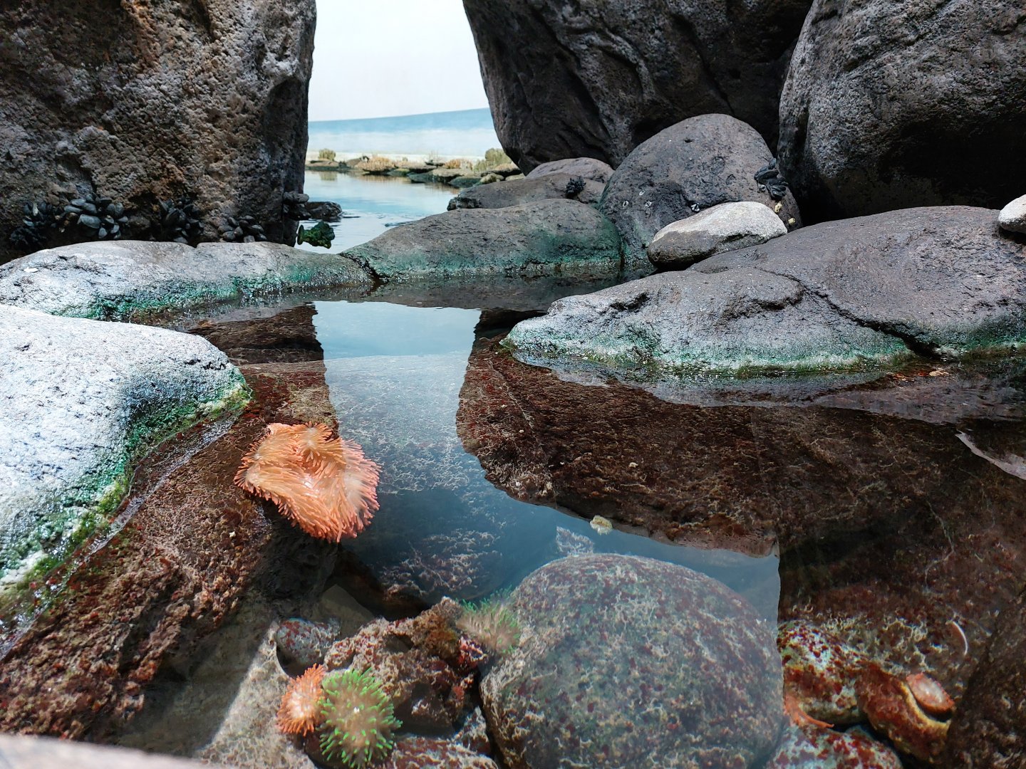 Anemone fish in Lagune