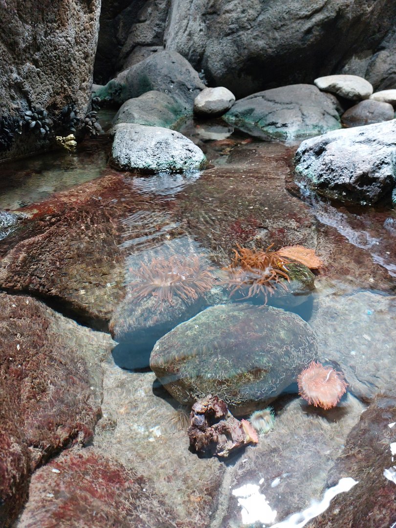 Anemone fish in Lagune